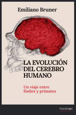 La evolución del cerebro...